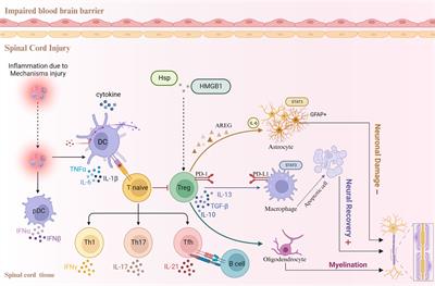 Frontiers Impact Of Inflammation And Treg Cell Regulation On